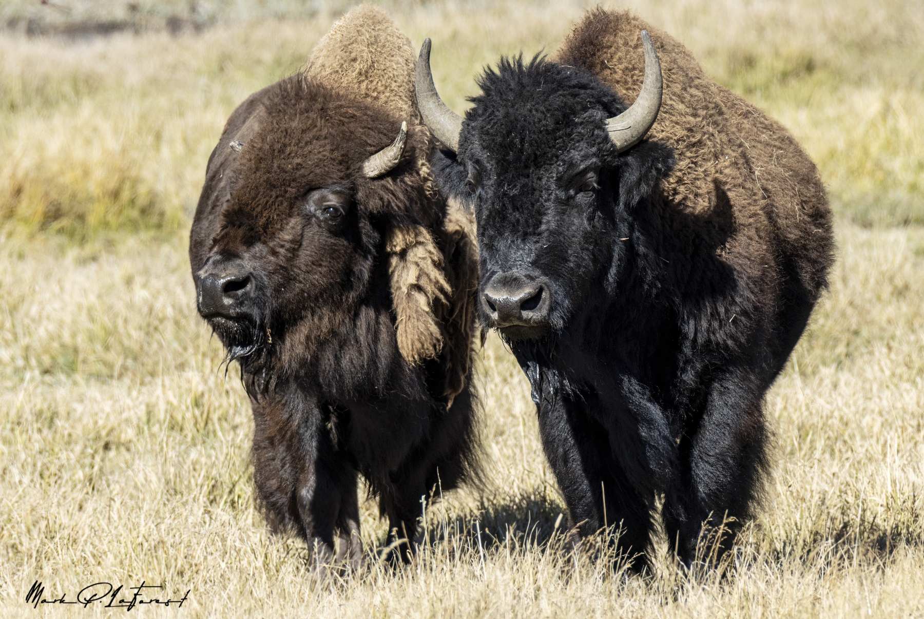 /gallery/north_america/USA/Wyoming/yellowstone/Buffalo Yellowstone NP Sept 2024-021_med.jpg